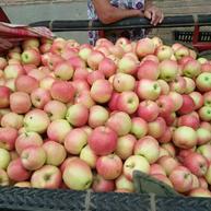 红富士苹果一亩地能产多少斤
